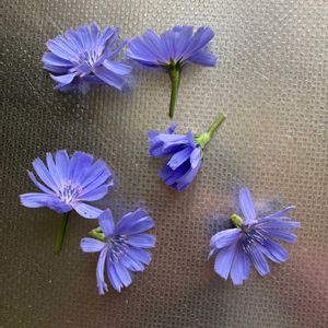チコリ,キクニガナ(チコリ),ハーブ,いい香り,紫の花の画像