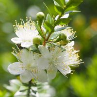 ギンバイカ,常緑低木,金曜キラキラ,庭の花便りの画像
