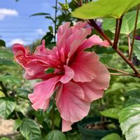 コリウス,ハートカズラ,木立ベゴニア,ヒューケレラ タペストリー,ハイビスカス　ギンガの画像