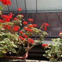 ベゴニア,桔梗,ゼラニュウム,窓辺のフラワーボックスの画像