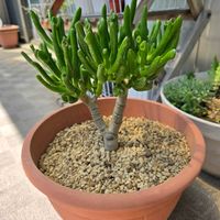 ゴーラムの画像