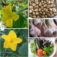 ポーチュラカ,ジャンボニンニク,ジャガイモ とうや,キュウリの花,ムギセンノウの画像