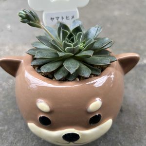 多肉植物,リメイク鉢,花のある暮らし,おうち園芸,多肉に癒されての画像