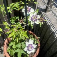 クレマチス ヴィエネッタ,鉢植え,フロントガーデン,玄関アプローチの画像