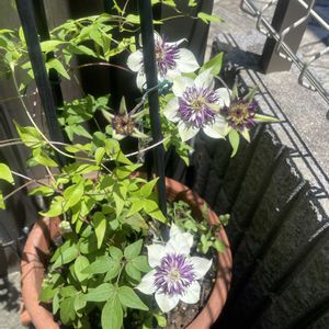 クレマチス ヴィエネッタ,鉢植え,フロントガーデン,玄関アプローチの画像