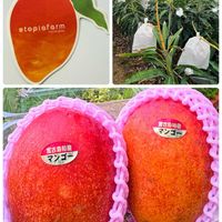マンゴー,いつもありがとう♡,宮古島,ユートピアファーム宮古島,旅日記の画像