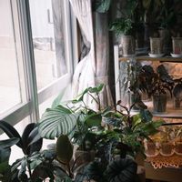 モンステラ,カラテア,アロカシア,カラテア・オルビフォリア,観葉植物の画像