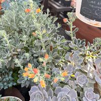 ハムシー,多肉植物,エケベリア属,ガーデニングの画像