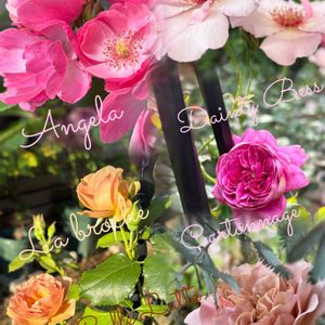 花のある暮らし,バラを楽しむ,富山支部,ばら バラ 薔薇,ラブリー♡加速中の画像
