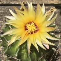 サボテン,セティスピヌス,多肉植物,ダイソー,お花の画像