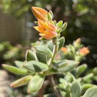 ハムシー,多肉植物,ダイソー,エケベリア属,お花の画像