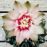 サボテン,緋花玉,多肉植物,お花,ネコ好きの画像