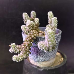 多肉植物,観葉植物,珍奇植物,ビザールプランツ,アナカン プセロス属の画像
