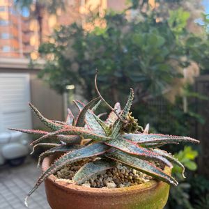 アロエ  ハイブリッド,アロエ　レッドフォックス,多肉植物,花芽,ネコ好きの画像