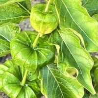 アジサイ,アップルミント,ホオズキ,ガガイモ,今日のお花の画像