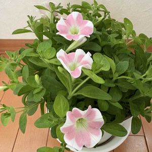ピンク,マンション,窓辺の画像