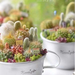 サボテン,サボテン寄せ植え,ワークショップ ,横浜,くるみ*さんのワークショップの画像