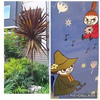 コキア,シマトネリコ,コルジリネ レッドスター,いつもありがとう♡,花散歩の画像
