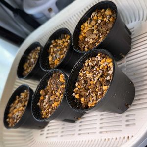 ラベンダー,百日草,ダイソー,種まきの画像