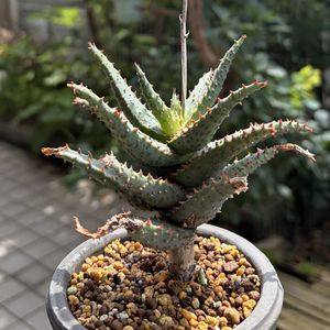 アロエ カスティロニアエ,アロエ  ハイブリッド,多肉植物,子株,花芽の画像