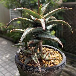 アロエ  ハイブリッド,アロエ　パープルピープルイーター,多肉植物,子株,花芽の画像