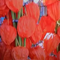 シマトネリコ,ホオズキ,ガジュマル,胡蝶蘭,アボカド鉢植えの画像