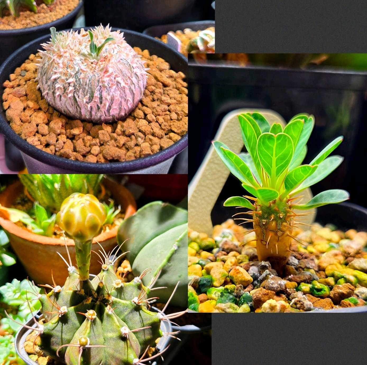 超新鮮！　ユーフォルビア　リグノーサ　種子2粒＋オマケ3粒　多肉植物　写真1枚目 超新鮮！ ユーフォルビア リグノーサ 種子2粒＋オマケ3粒 多肉植物