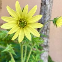 シルフィウム モーリー,種から,花のある暮らし,庭の宿根草,前庭の画像