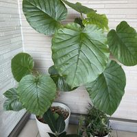 ウンベラータ,セローム,フィカス・ティネケ,フィカス ベンガレンシスの画像