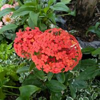 サンタンカ,アユ,木立ち性ベゴニア,エクメア.,アユの刺し身の画像