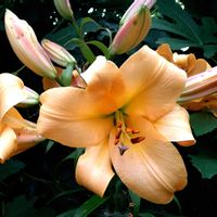 ユリ,オリエンタルリリー サルタレロ,花のある暮らし,香る花,SDGsの画像