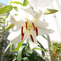 ユリ,オリエンタルリリー,いい香り,記録用,開花！の画像