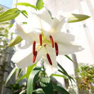 ユリ,オリエンタルリリー,いい香り,記録用,開花！の画像