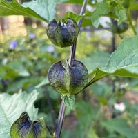クロホオズキ,マイガーデン,花のある暮らし,今日のお花,広い庭の画像