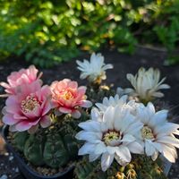 サボテン,花サボテン,多肉植物,サボテンの花,ギムノカリキウム属の画像