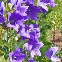 キキョウ,サルビア・ガラニチカ,メドウセージ,花のある暮らし,植物のある暮らしの画像