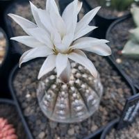 サボテン,多肉植物,開花,成長記録,ギムノカリキウム属の画像