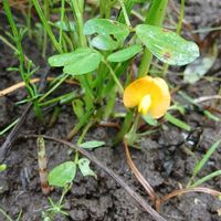 ラッカセイ,野菜の花,畑のお手伝いの画像