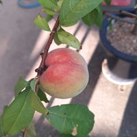 モモ,実生の桃,可愛い,ありがとう,幸せな時間の画像