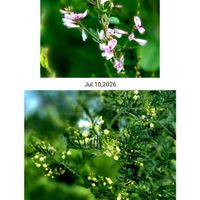 ミモザ,アカシアデアネイ,ケハギ,山野草,野草の画像