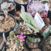ソテツ,アナカンプセロス ナマクエンシス,植中毒,GSに感謝。,植物大好きの画像