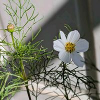 コスモス,セッコウボク,シンフォリカルポス,マーガレット,野葡萄の画像