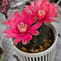 ヒポエステス,緋花玉,サボテン ヒカダマ,観葉植物,サボテンの花の画像