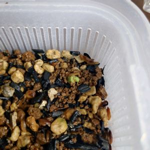 コミフォラ・カタフ,塊根植物,実生,レア,希少の画像