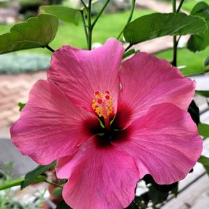かわいいな♡,成長が楽しみ,お花好き,自己流ガーデニング,お花のある暮らし✩︎⡱の画像