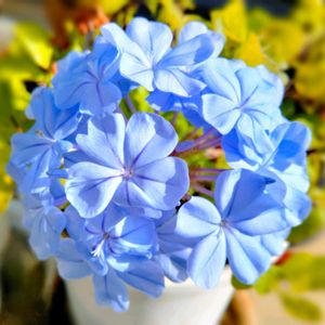 ルリマツリ,ルリマツリ(プルンパーゴ),ルリマツリ（プルンバゴ）,プルンバゴ・オーリキュラータ,鉢植えの画像