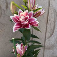 水菜,キキョウ アストラ,八重咲き朝顔 スプリット ペタル,ローズリリー　サマンサ,キキョウ アストラ 3色植えの画像