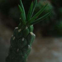 ハオルチア,多肉植物,観葉植物,塊根植物,サボテン科の画像
