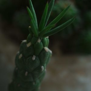 ハオルチア,多肉植物,観葉植物,塊根植物,サボテン科の画像
