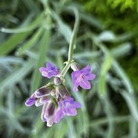アメリカンブルー,アメリカンブルー,ストック,ストック,ラベンダーの画像